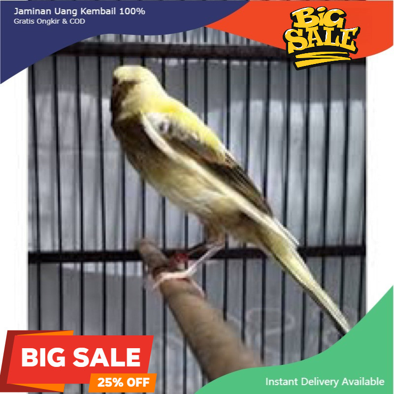Burung Kenari F1 Bahan Pilihan Super Gemuk Sehat koang kicau zaini canary