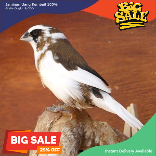 Burung Emprit Jepang Emje Finch Warna Panda Dewasa Sepasang koang kicau zaini canary