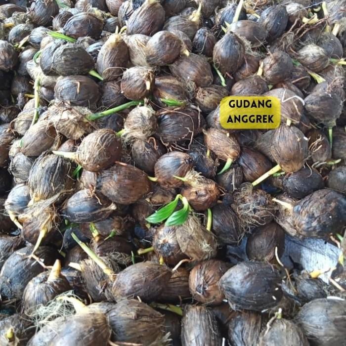 bibit pinang / kecambah pinang betara