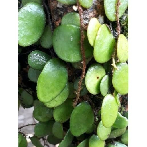 

Daun picisan - daun sisik naga segar perdaun ready ak
