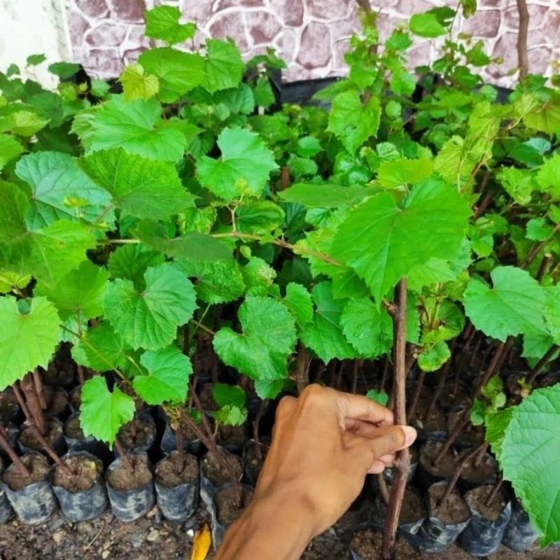 Tanaman Bibit Anggur Jenis Kober 5BB