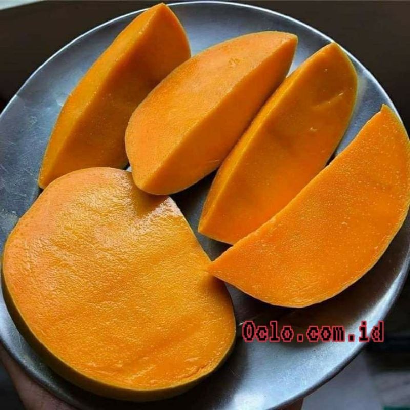 bibit mangga manalagi (madu)