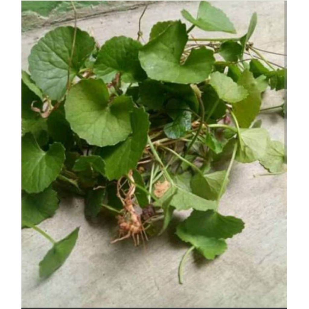 

daun antanana atou pegagan segar J.Y.A Jy J