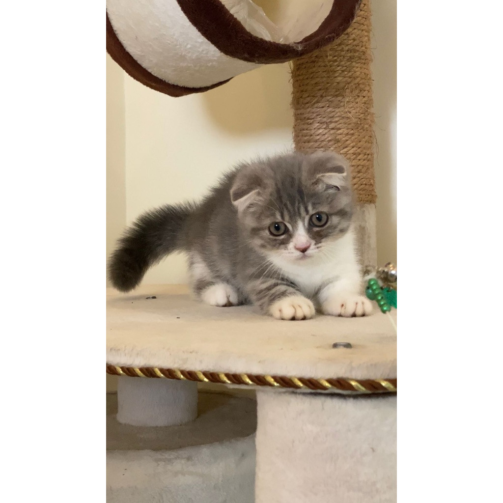 kucing cebol munchkin gaelic / anak kucing betina