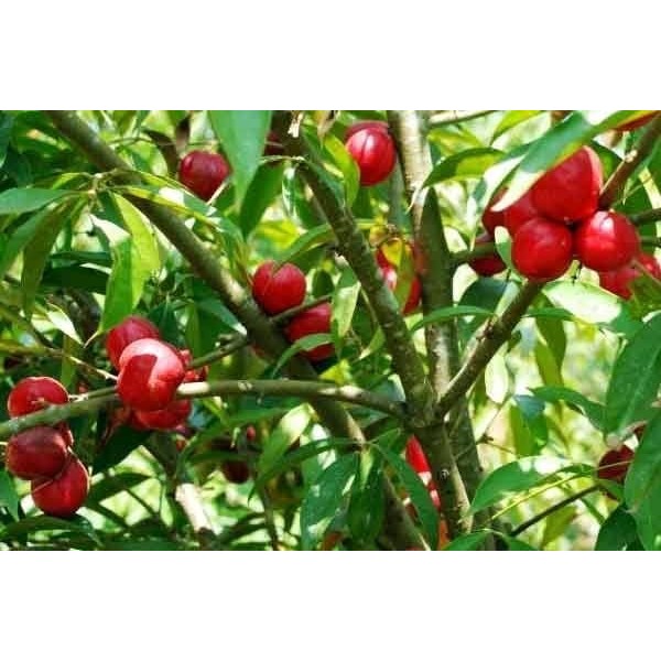 

Buah Mahkota Dewa - Obat Jantung Koroner