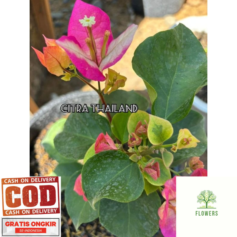 TANAMAN HIAS BOUGENVILLE CITRA THAILAND (COD)