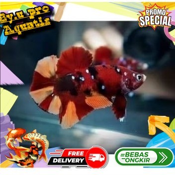 Perlengkapan aquarium Ikan Cupang Red Koi Galaxy Multicolor Remaja Calon Top Grade
