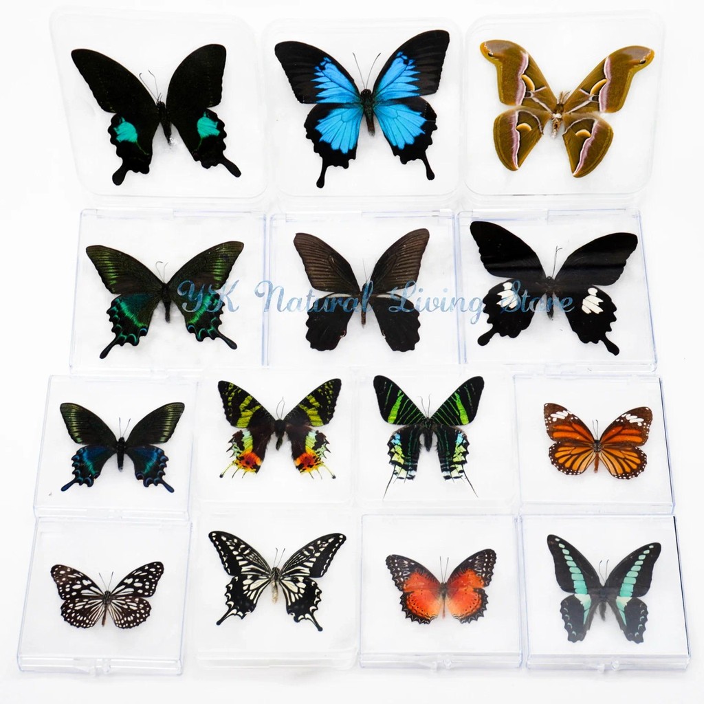 Real Butterfly Specimens Spread Wings Science Teaching Decoration Birthday Gift Ornament Transparent