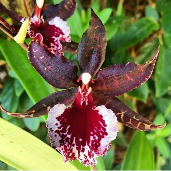 Tanaman hias anggrek oncidium massai white