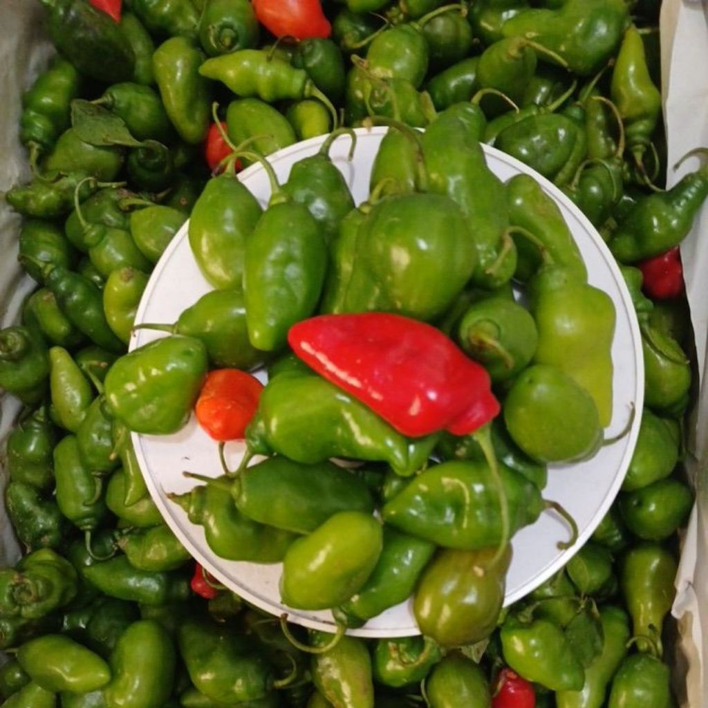 

TERLARIS Cabe Gendot Cabai Bendot Cabe Gendhot Fresh