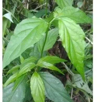 

DAUN KALINGSIR/DAUN BELALAI GAJAH SEGAR LANGSUNG PETIK 100% HERBAL ALAMI 500 GRAM...