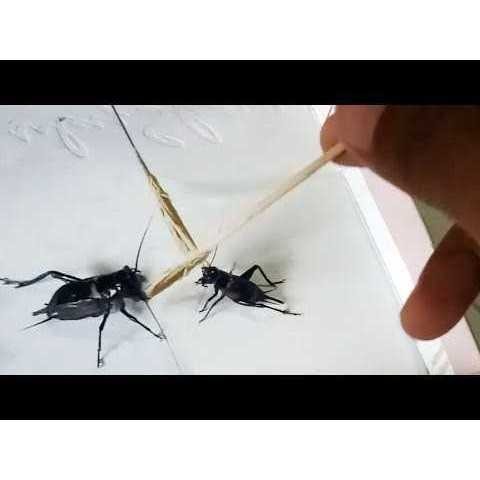 Jangkrik Aduan kualitas SUPER