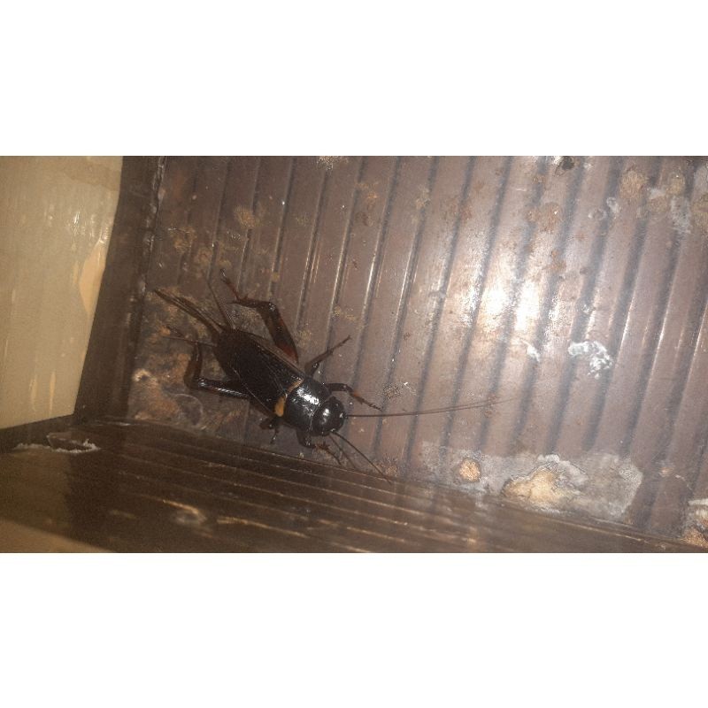 jangkrik - jangkrik kalung - jangkrik betina indukan - jangkrik hutan