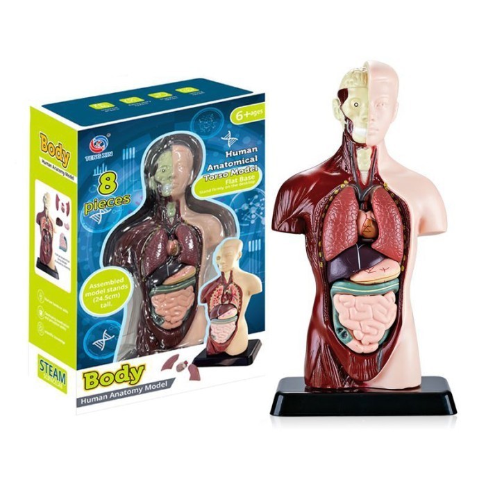 Kerangka Manusia Model Alat Peraga Edukatif Torso Anatomi Tubuh - Half body