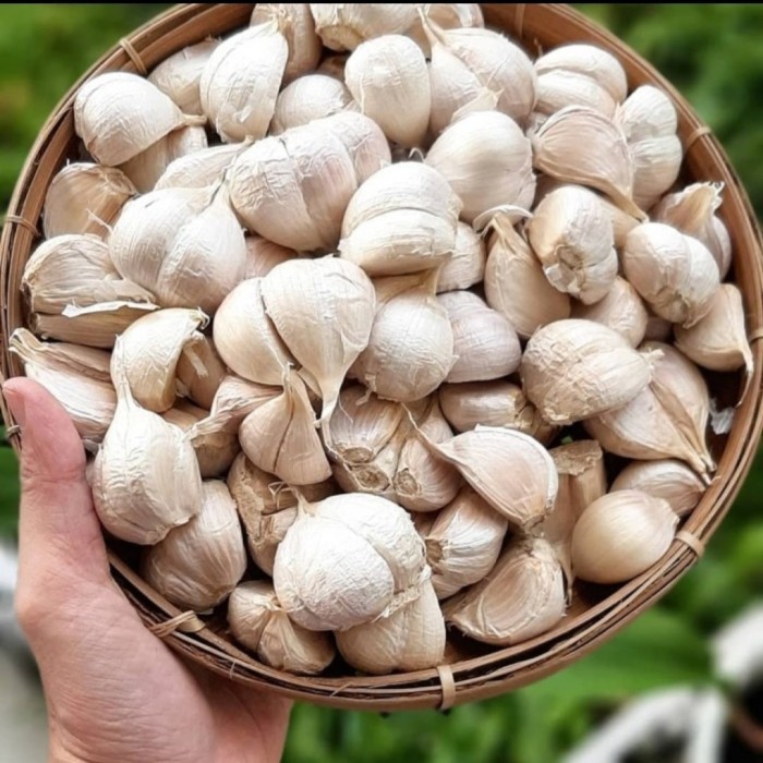 

Bawang putih kating bersih 1kg fresh