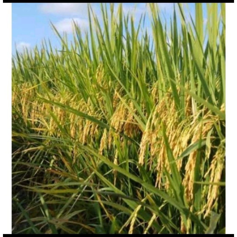 Benih Padi MR 297 Kemasan 5kg