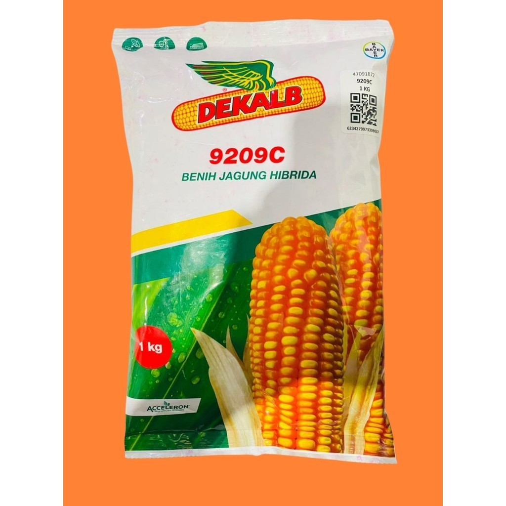Benih jagung hibrida DEKALB 9209C dekalb 771 batang kokoh isi 1kg dari ACCELERON