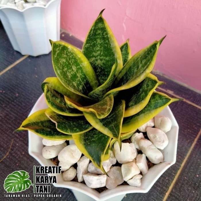 Tanaman hias sansivera lidah mertua mini - Lidah mertua mini