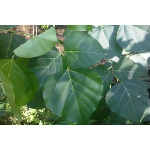 

Daun Dadap atau Cangkring Erythrina variegata L.