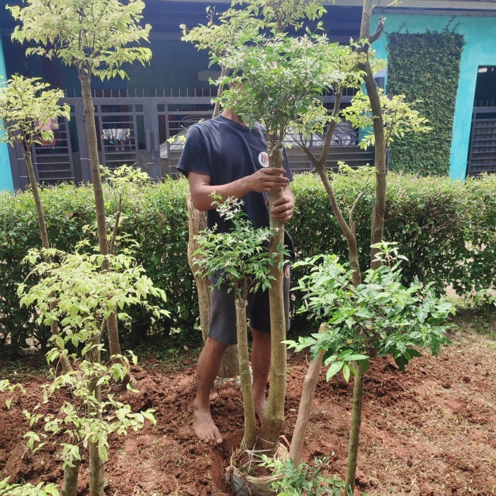 pohon bonsai putri salju/tanaman bonsai putri salju