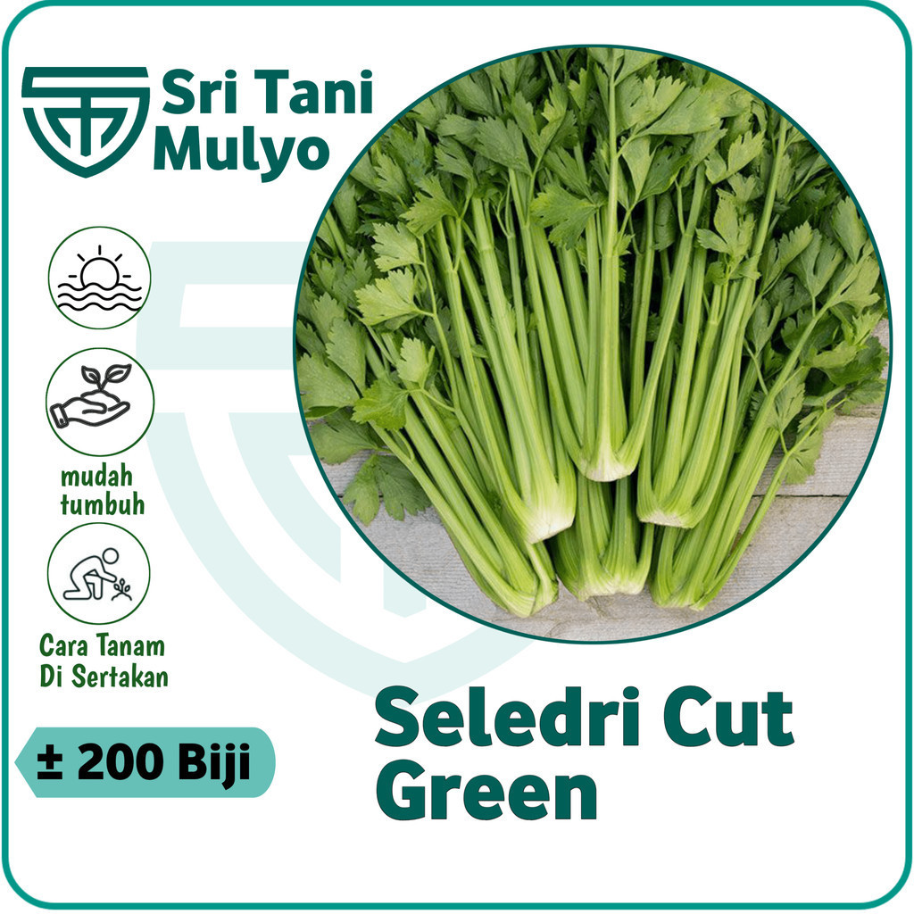 Melar Farm 200 Biji - Benih Seledri Import / Celery Cut Green F1 - Bibit Sayuran - Benih Sayuran Sel
