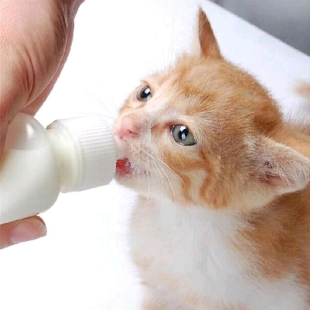 BABEH PETSHOP Botol Dot 60ml DOT + BOTOL PUTIH Susu Bayi Kitten Puppy Kucing Anjing Kelinci  untuk S