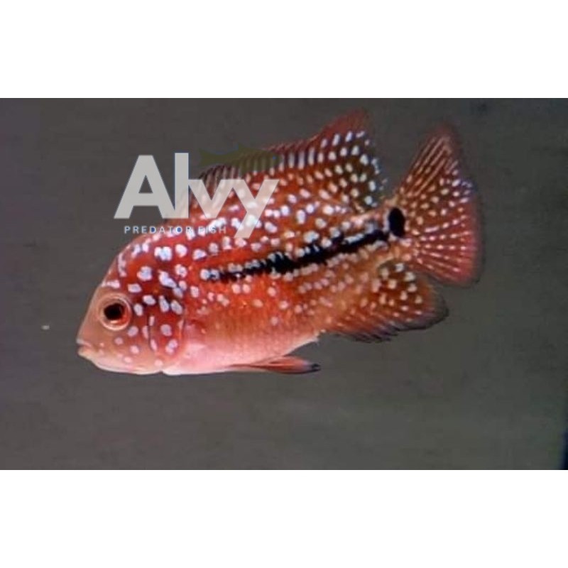 hiyasan aquarium BIG UPDATE VIP Burayak Ikan Louhan Kamfa F2 Vrs Series  berkualitas