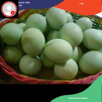 

telur bebek fertil bisa di tetaskan