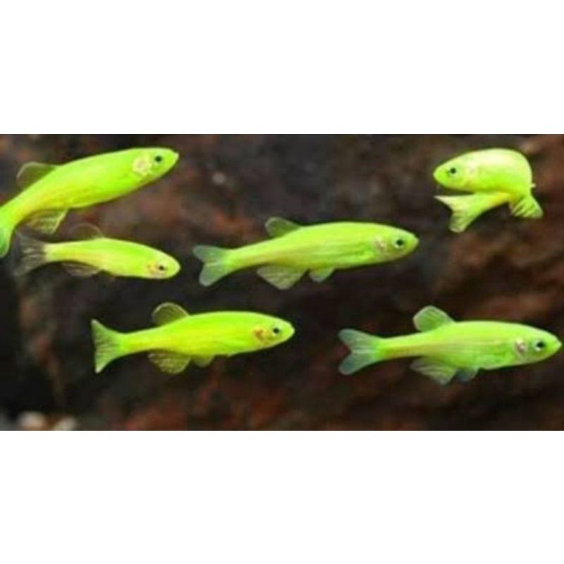 aquascape zebra green danio paket bundle 10e