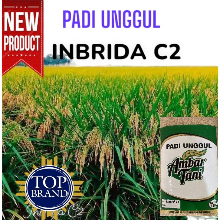 PADI DAN BENIH PADI Benih padi inbrida C2 premium 1kg original