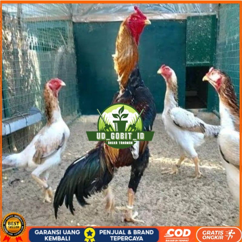 

TELUR AYAM SHAMO EROPA PURE LINE UNTUK DI TETASKAN UD_GOBIT_ID