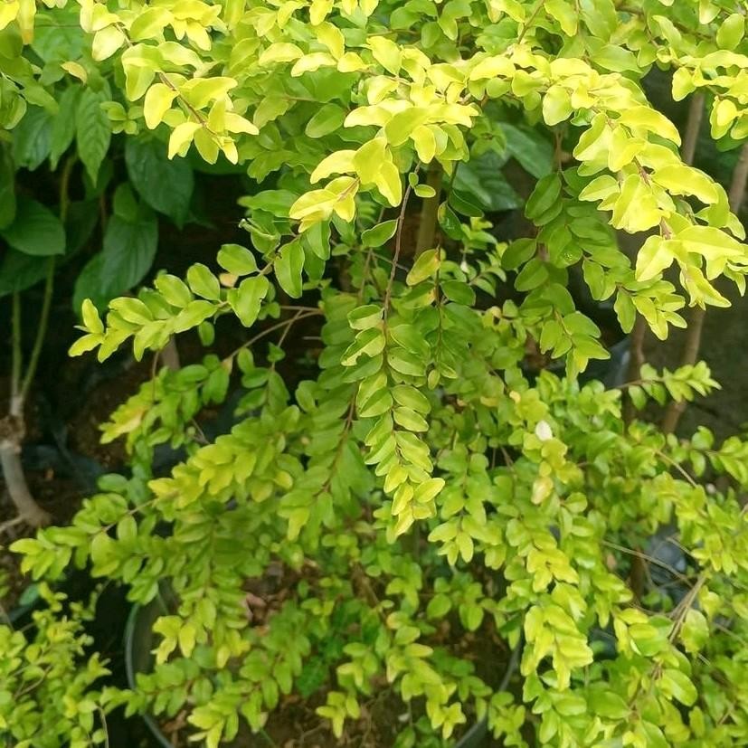 Tanaman Pangkas Kuning - Tanaman Pangkas Kuning golden