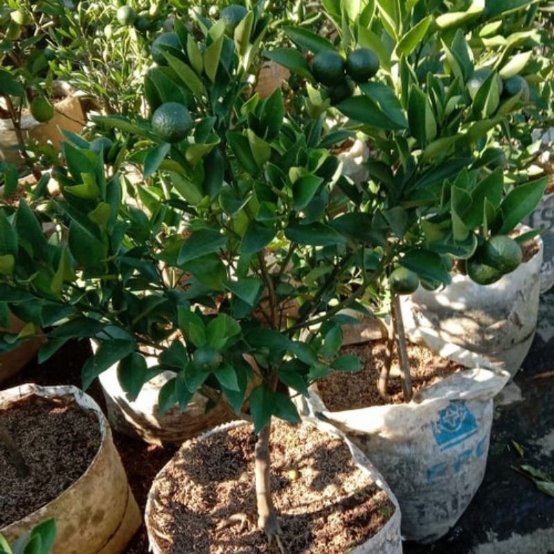 

Tanaman Buah Jeruk Siem Madu Sudah Berbuah Lebat Dan Rimbun Buah manis