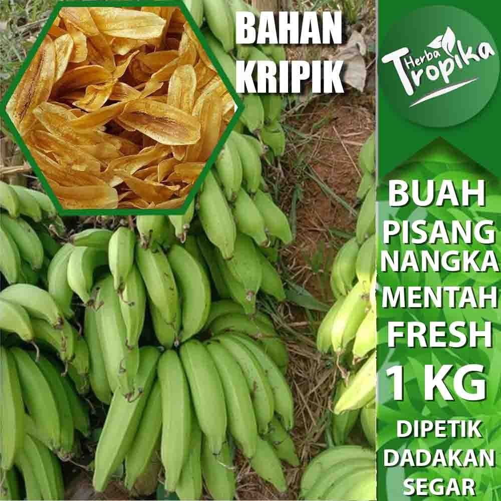 

Buah Pisang Nangka Mentah Untuk Membuat Kripik enak 1 Sisir 1 kg toko herba tropika