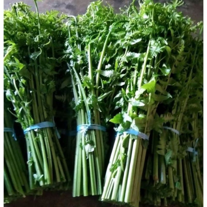 

Pakis Sayur Daun Paku Sayur Segar 250gr Daun Pakis Muda Sayuran Segar ...