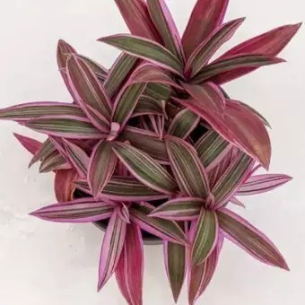 Tradescantia spathacea rhoeo tricolor . ready . ..
