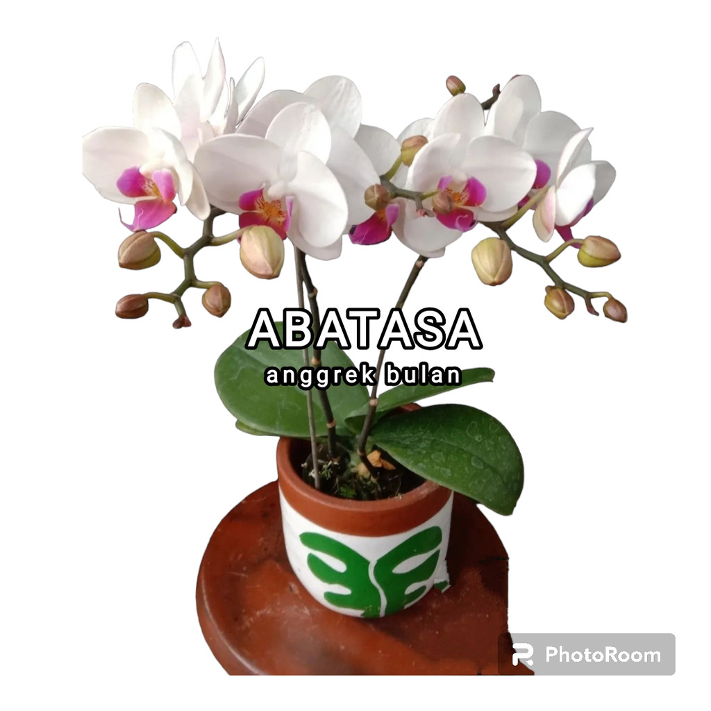 ANGGREK BULAN DEWASA BUNGA BESAR DEWASA