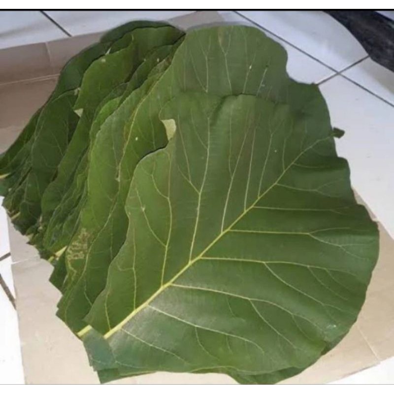 

Bungkus makan alamiDaun jati segar perlembar fres Herbal COD