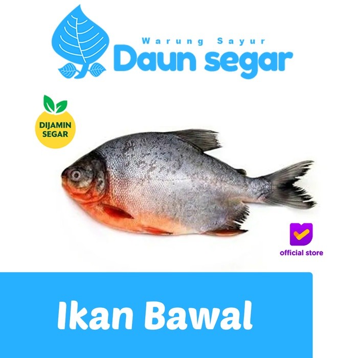 

Ikan Bawal 500gram isi 3-4 Fresh Banget