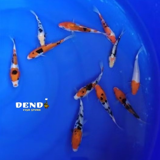 promo pakan/bibit ikan koi blitar size 5-7 cm PAKET ISI 10