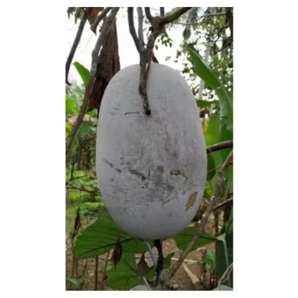 

SALE BUAH BLIGO / BUAH KUNDUR / WINTER MELON 1 - 1,5 KG