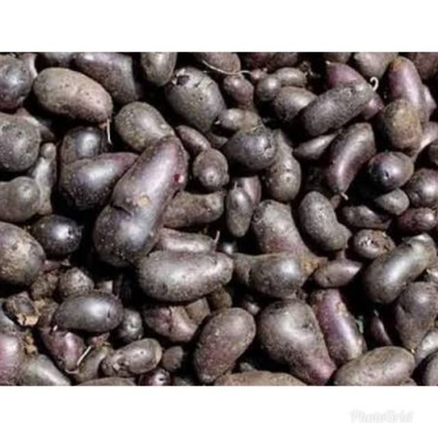 

Kentang hitam 1kg kentang jembut bebas kangker