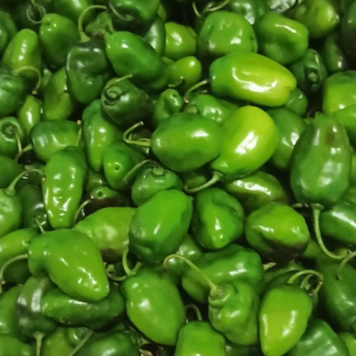 

Cabe Gendot Segar Asli Pangalengan/CABAI GENOT SEGAR CABAI GENDOT ASLI KAB BANDUNG CABAI BENOT SUPER PEDAS