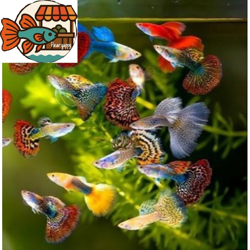 Guppy cendolan PAKET  INDUKAN 10ekor random