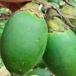 

BUAH PINANG / JAMBE MUDA SEGAR FRESH