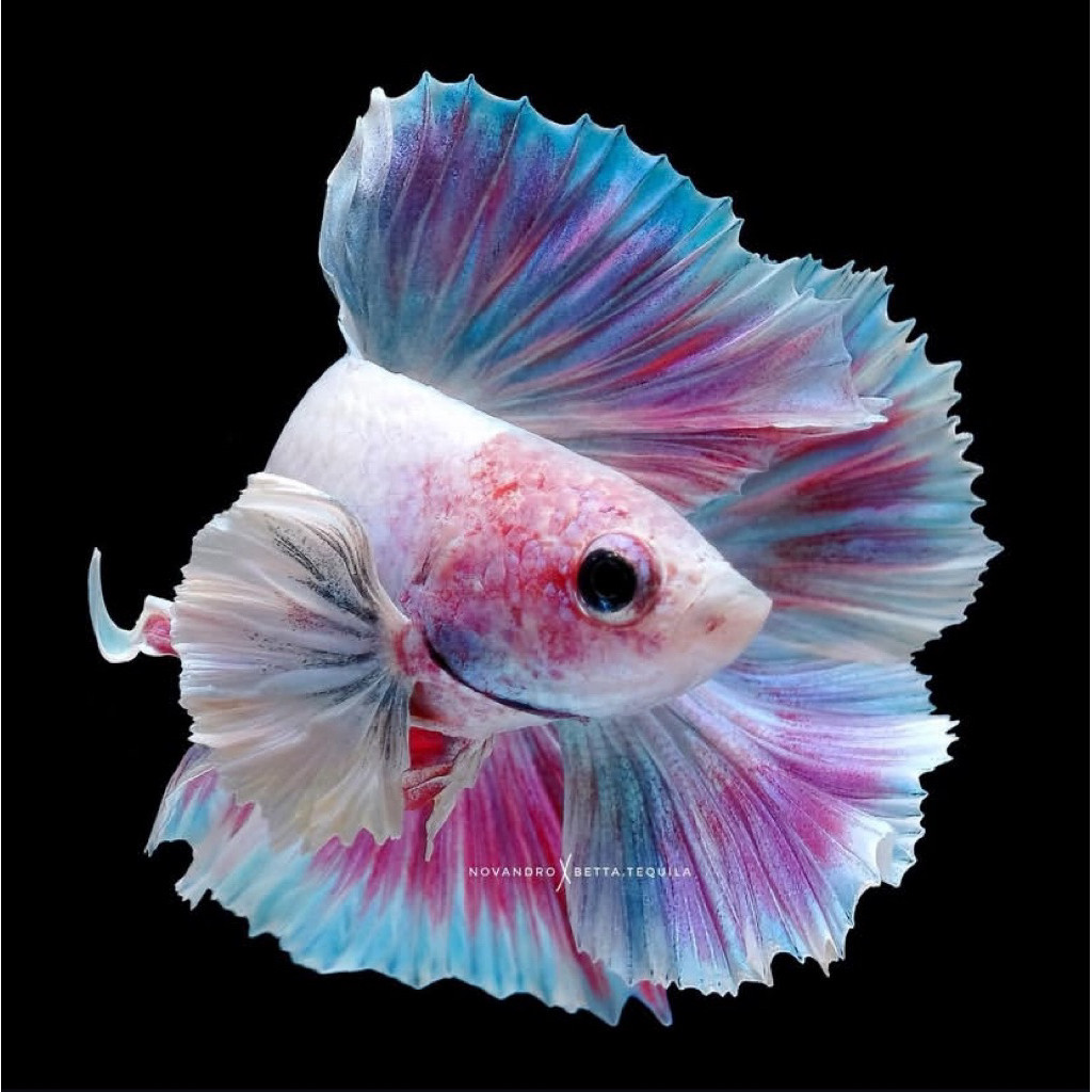 cupang halfmoon pink warna bagus cerah ekor lebar