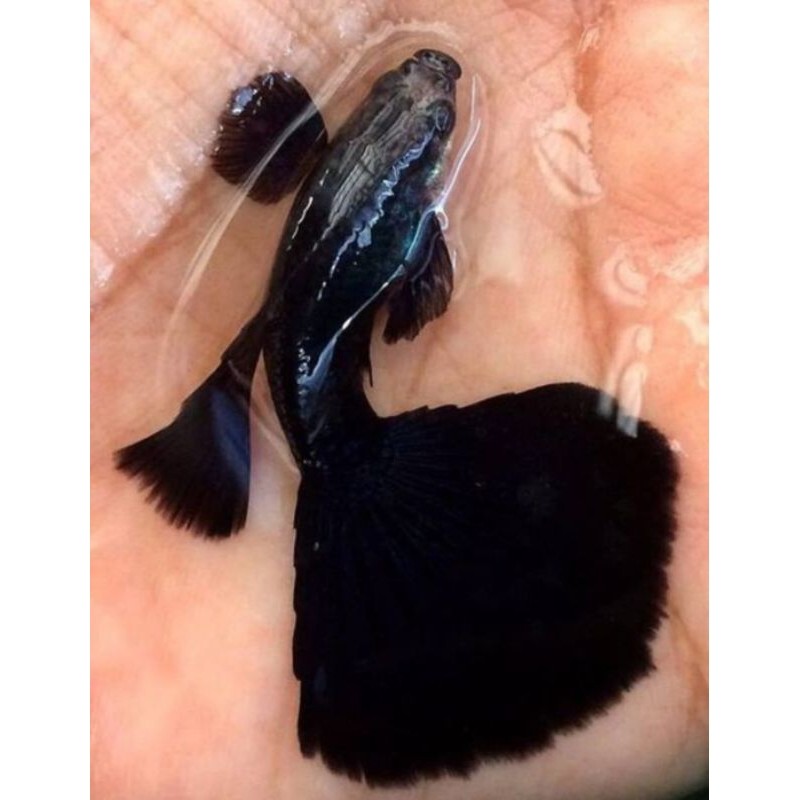 ikan hias guppy black moscow sepasang jantan betina ikan air tawar aquarium,kolam dan aquascape