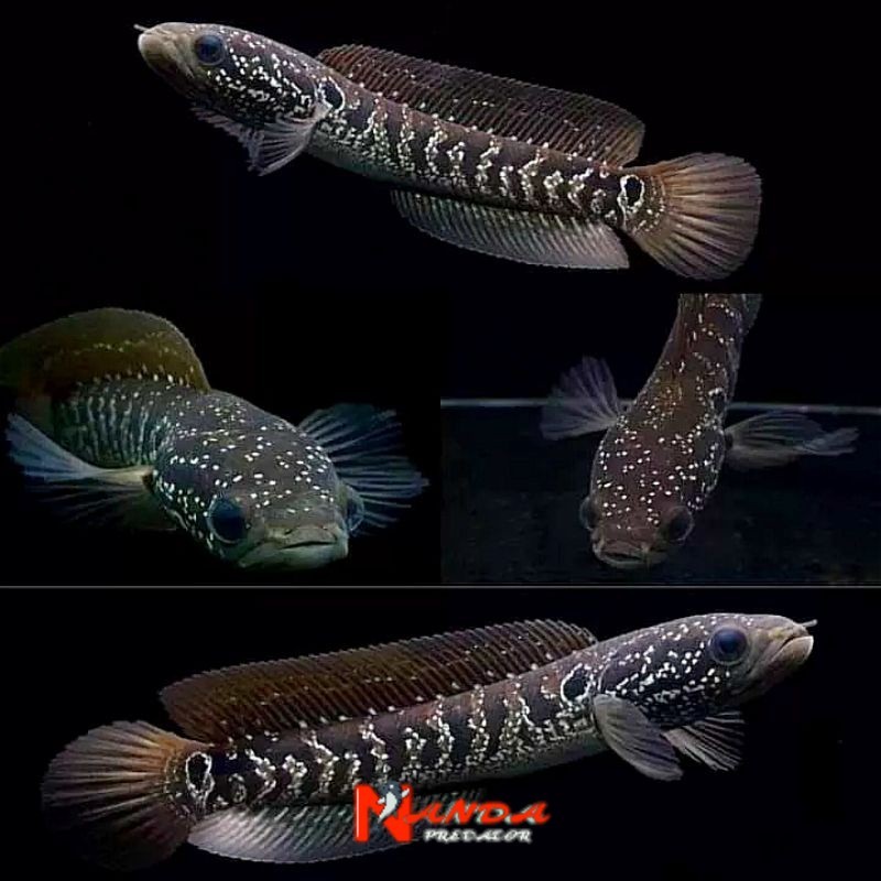 Asiatica gondrong 20cm ( BISA COD )