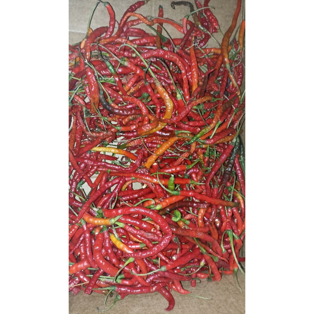 

Paket Cabe Merah Keriting setengah kering Obral