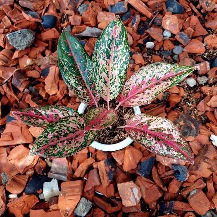 Aglonema Coconut Delight - Aglo - MURAH